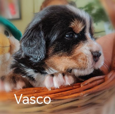 VASCO