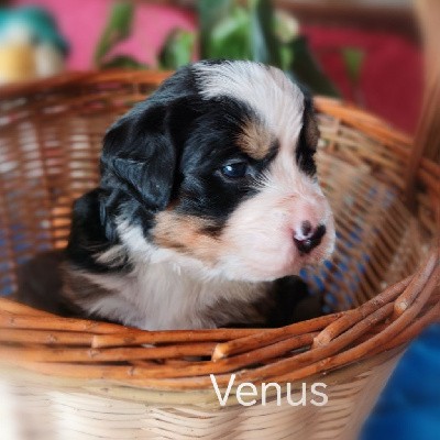 VENUS