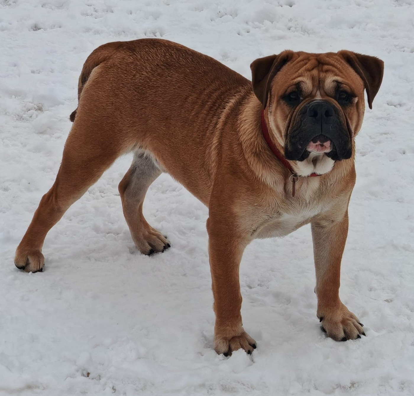 AYRTON  du Mont de l'Aigle