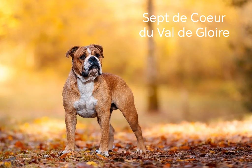 Portée à venir