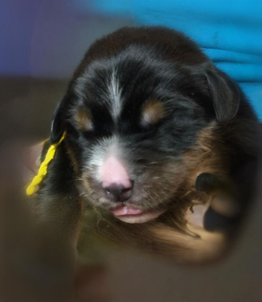 du Clos de Favras - Chiots disponibles - Bouvier Bernois