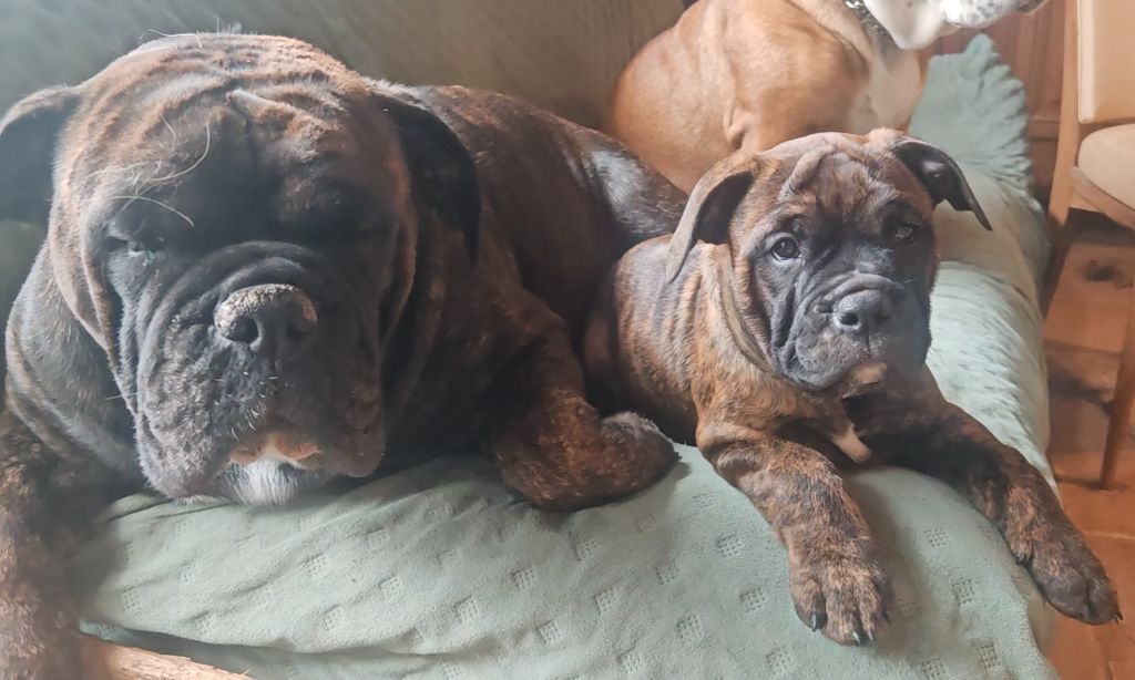 du Clos de Favras - Chiots disponibles - Bulldog continental