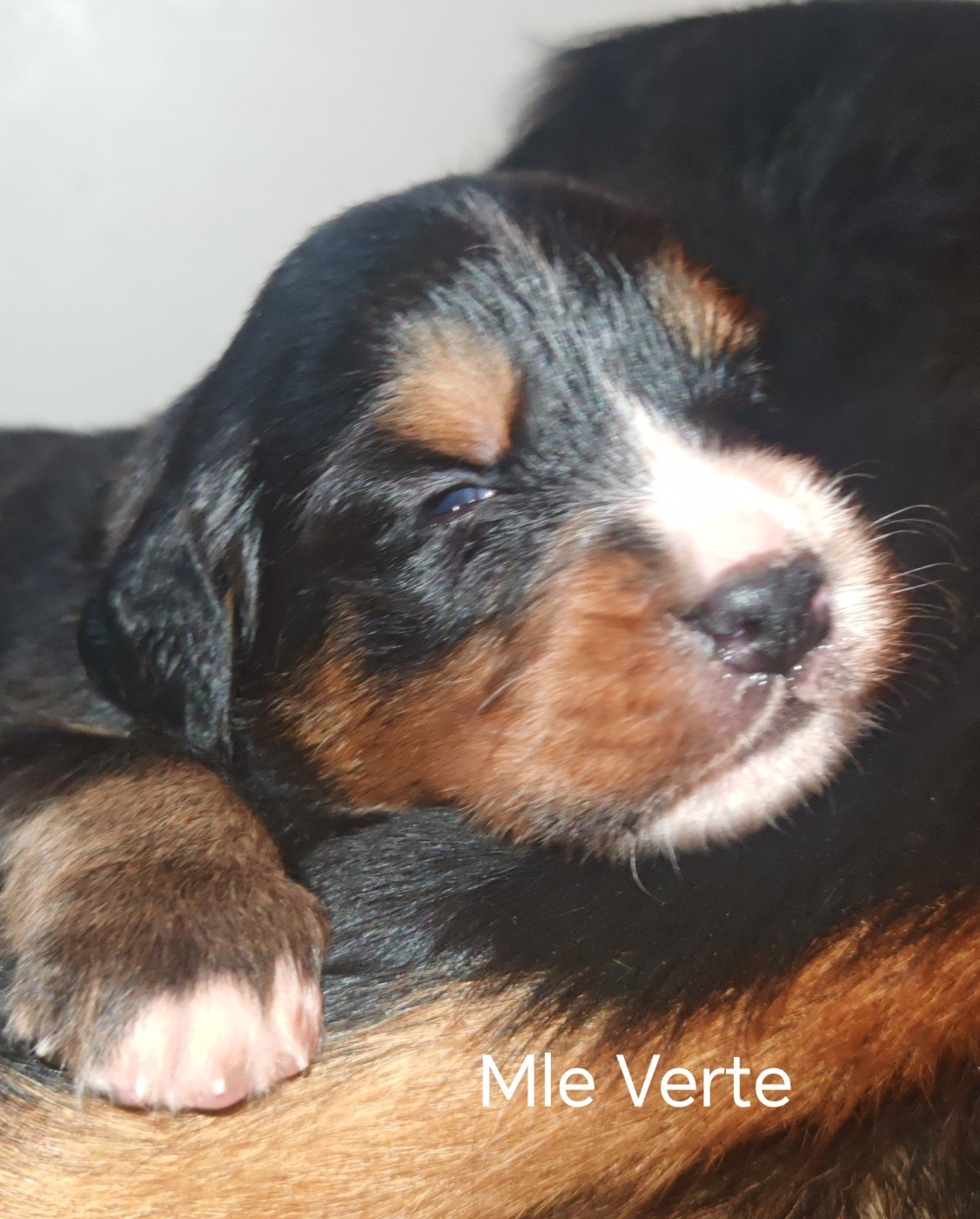 du Clos de Favras - Chiots disponibles - Bouvier Bernois