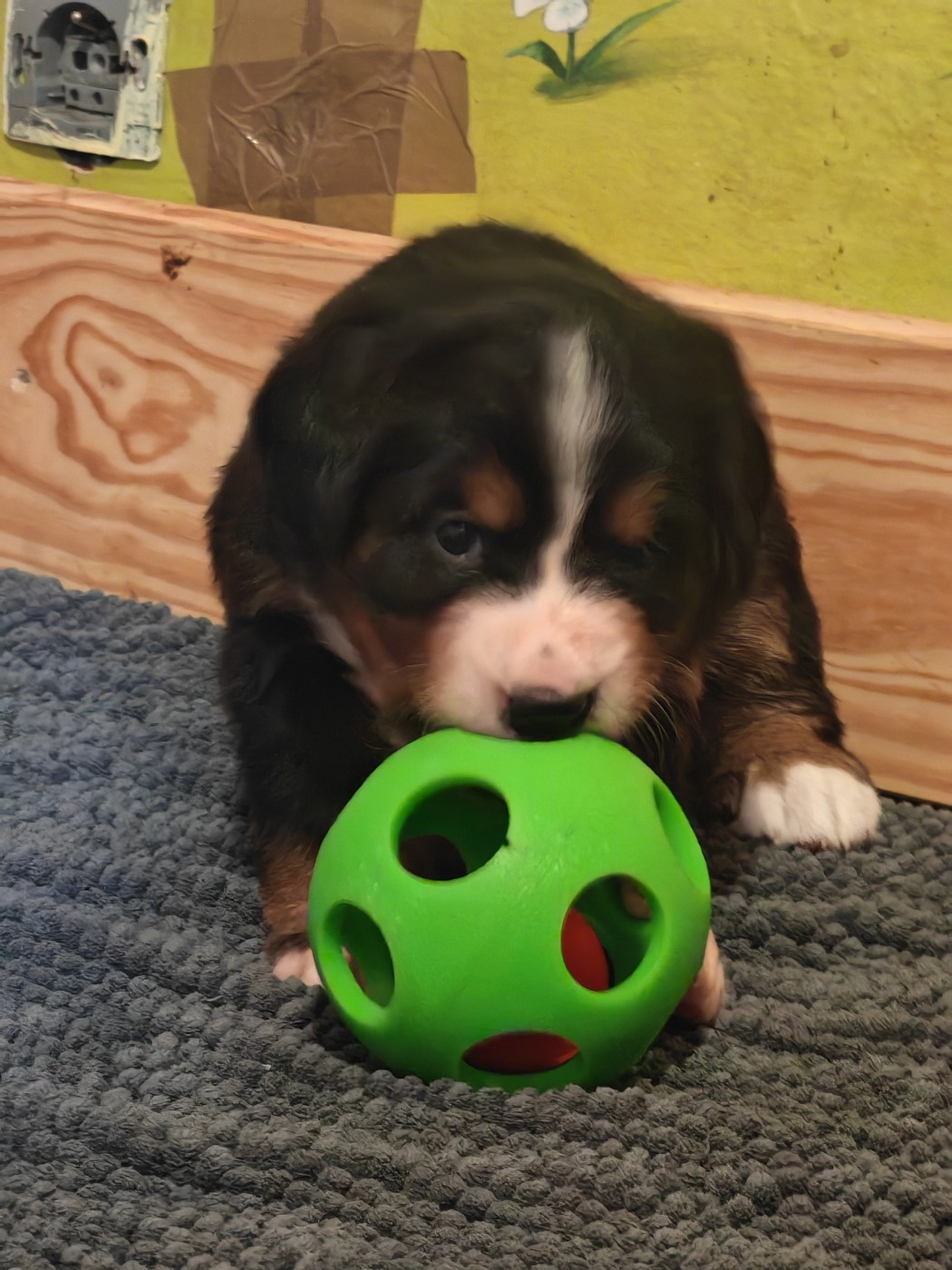 du Clos de Favras - Chiots disponibles - Bouvier Bernois