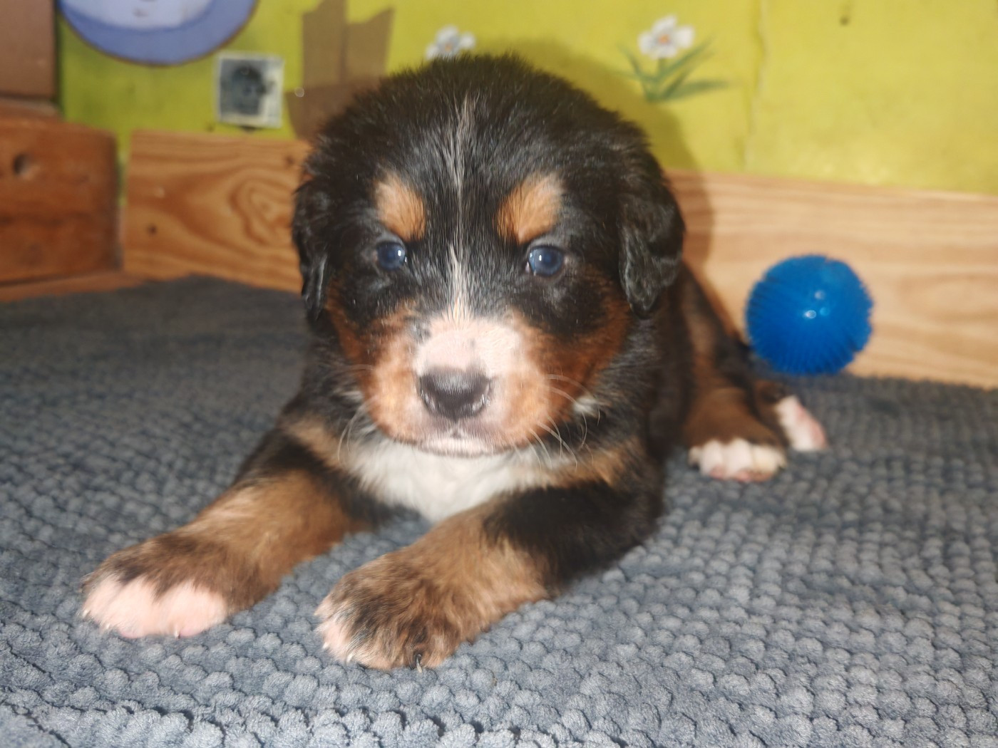 du Clos de Favras - Chiots disponibles - Bouvier Bernois