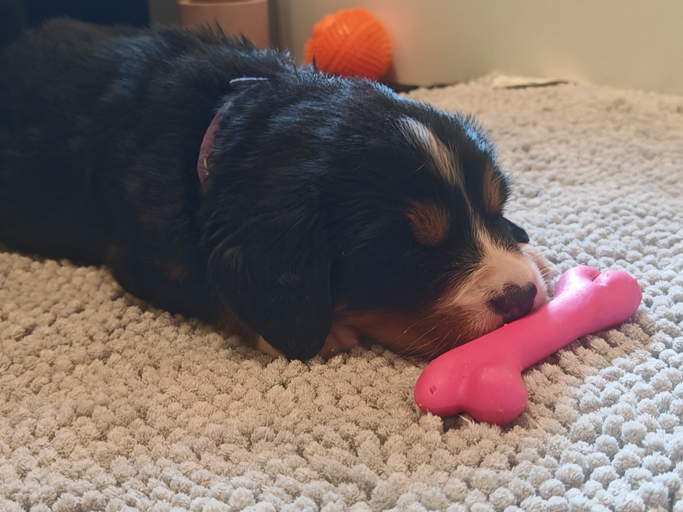 du Clos de Favras - Chiots disponibles - Bouvier Bernois