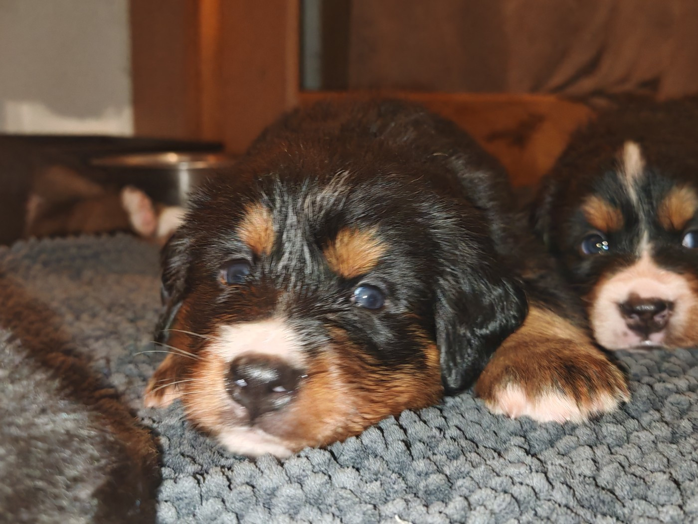 du Clos de Favras - Chiots disponibles - Bouvier Bernois