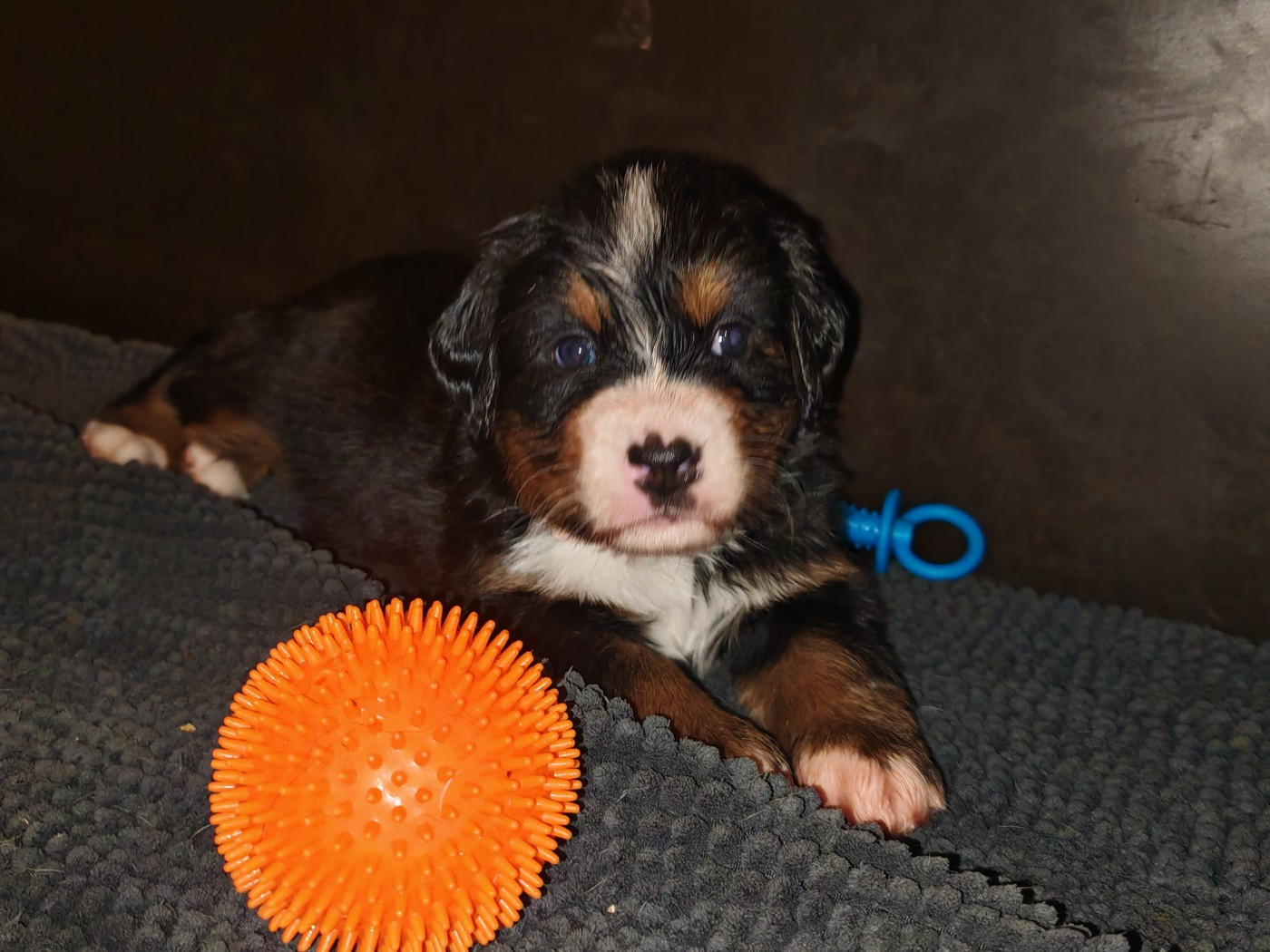 du Clos de Favras - Chiots disponibles - Bouvier Bernois