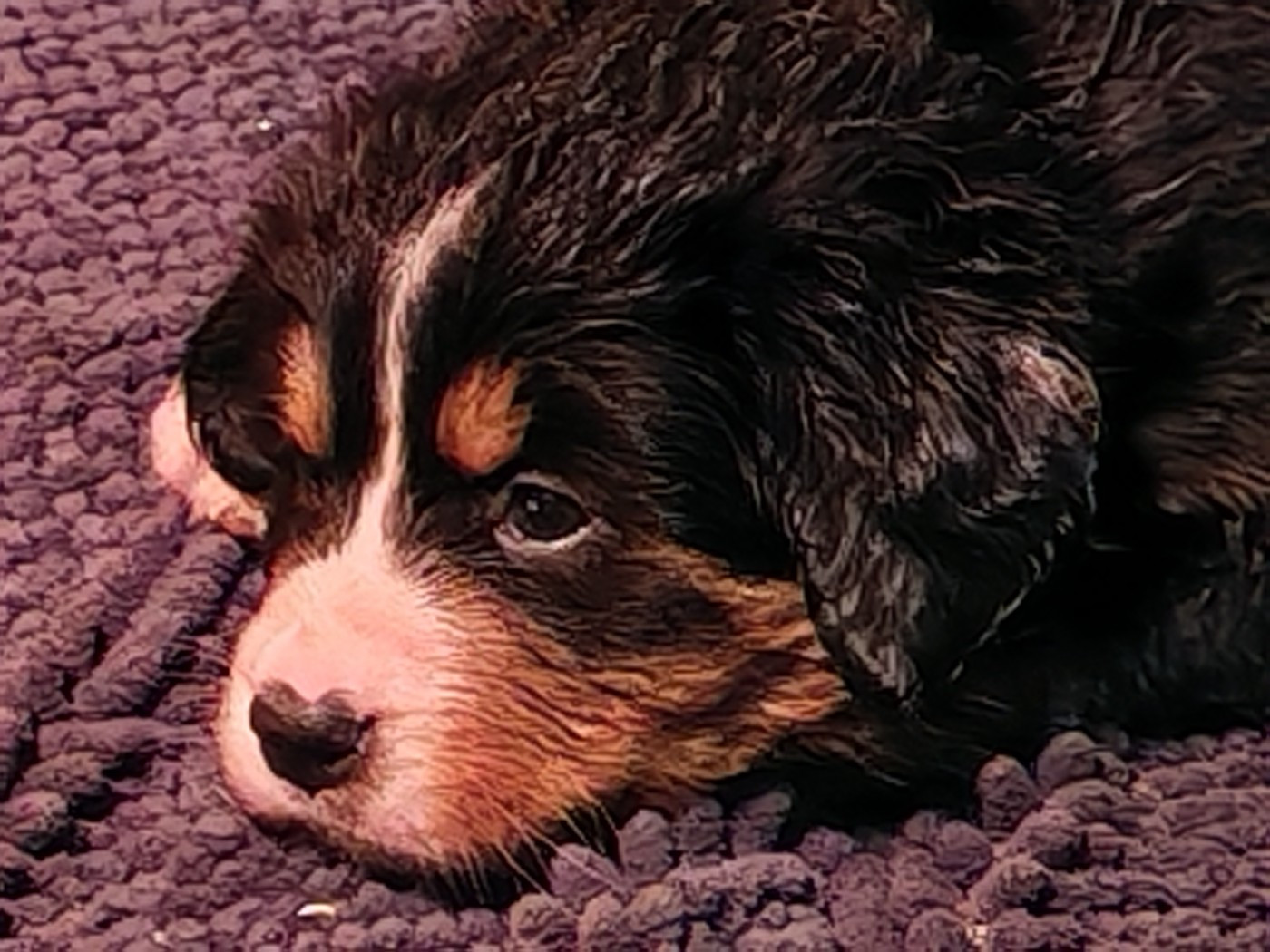 du Clos de Favras - Chiots disponibles - Bouvier Bernois