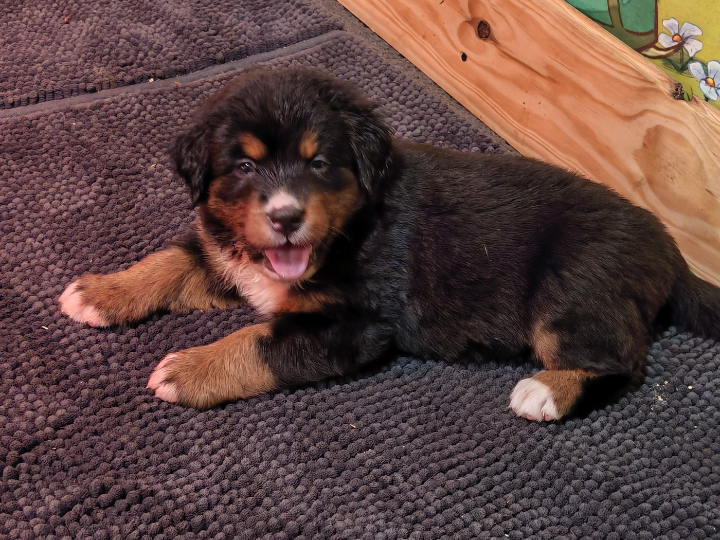 du Clos de Favras - Chiots disponibles - Bouvier Bernois