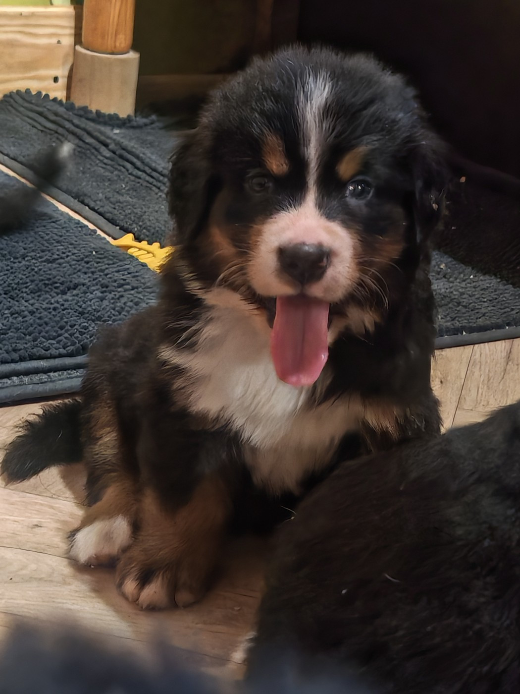 du Clos de Favras - Chiots disponibles - Bouvier Bernois