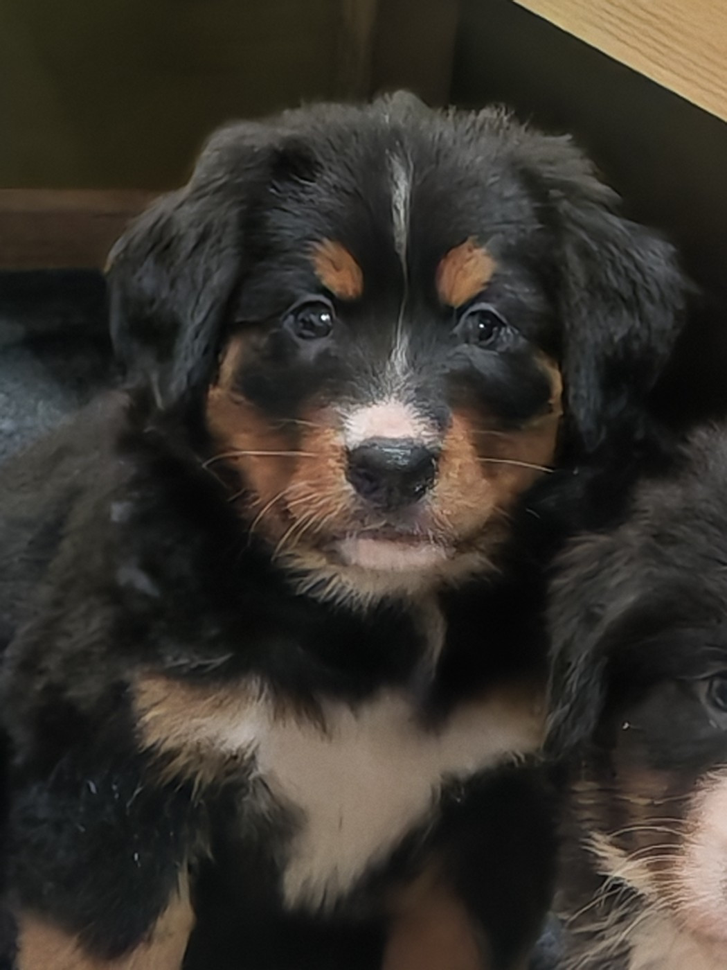 du Clos de Favras - Chiots disponibles - Bouvier Bernois