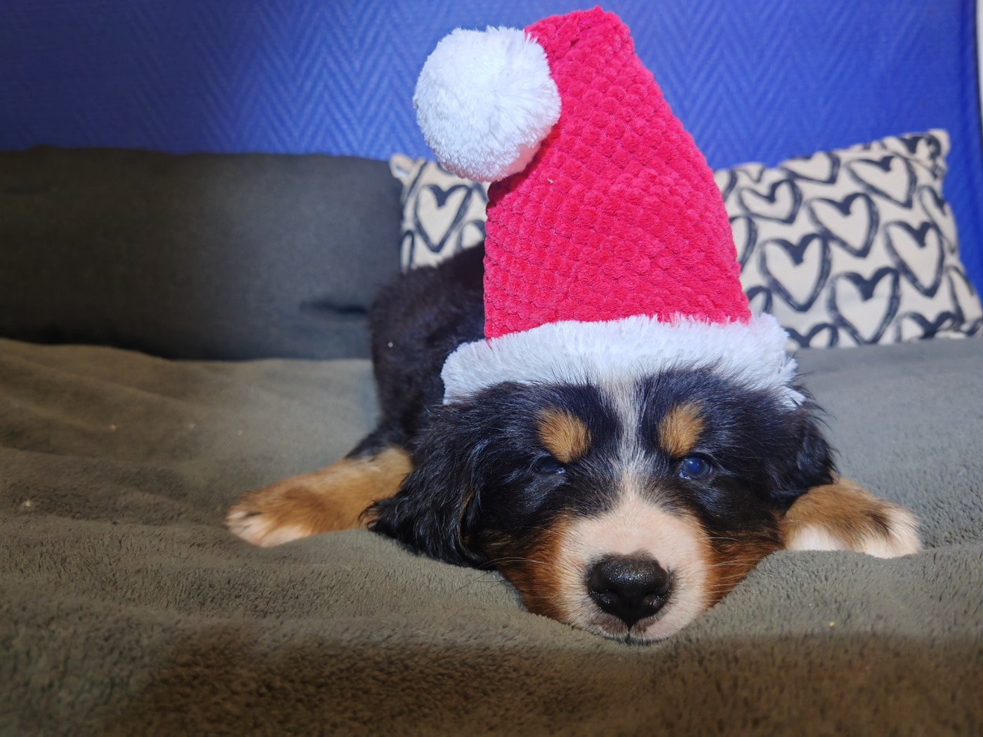 du Clos de Favras - Chiots disponibles - Bouvier Bernois