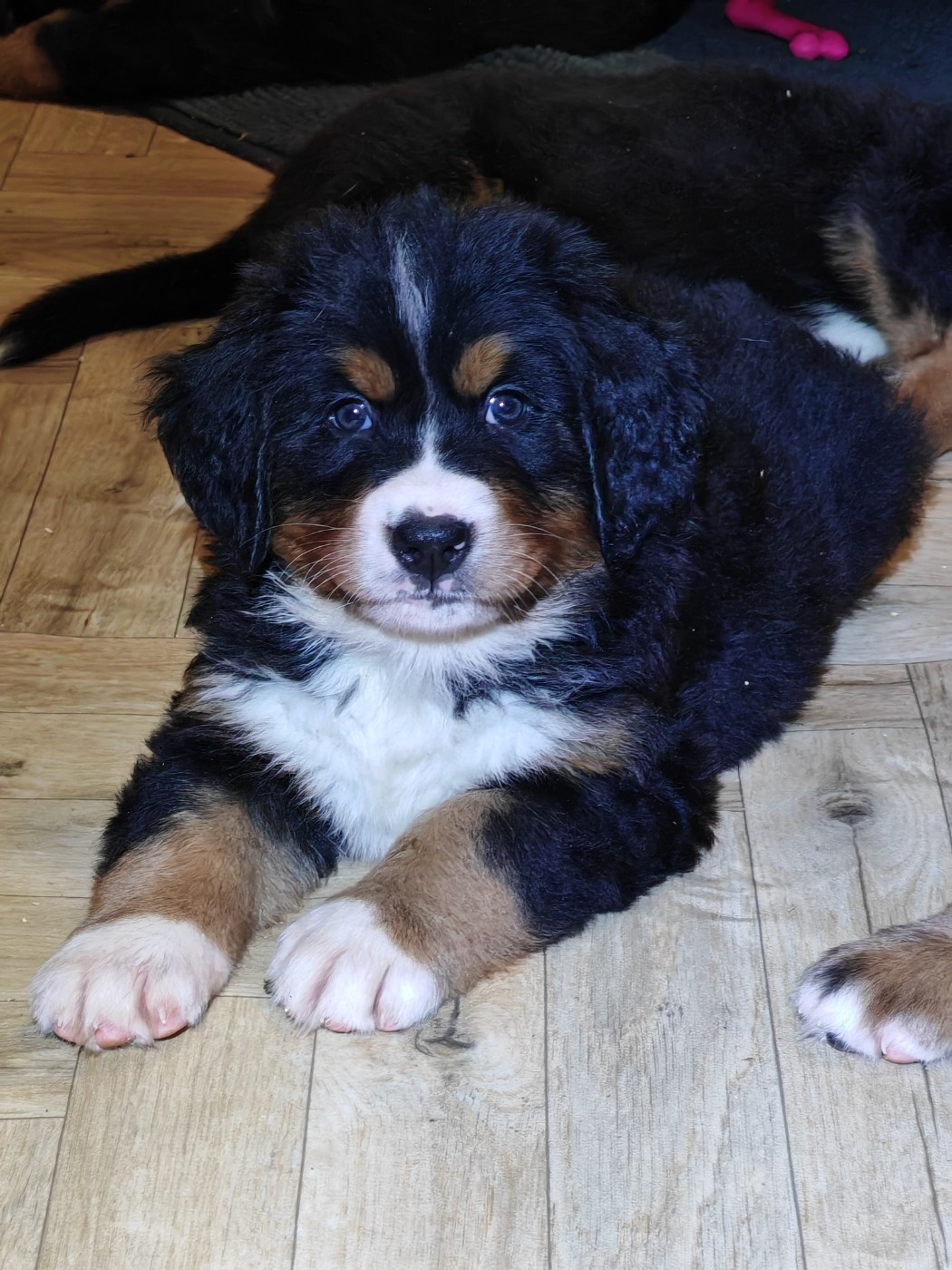 du Clos de Favras - Chiots disponibles - Bouvier Bernois