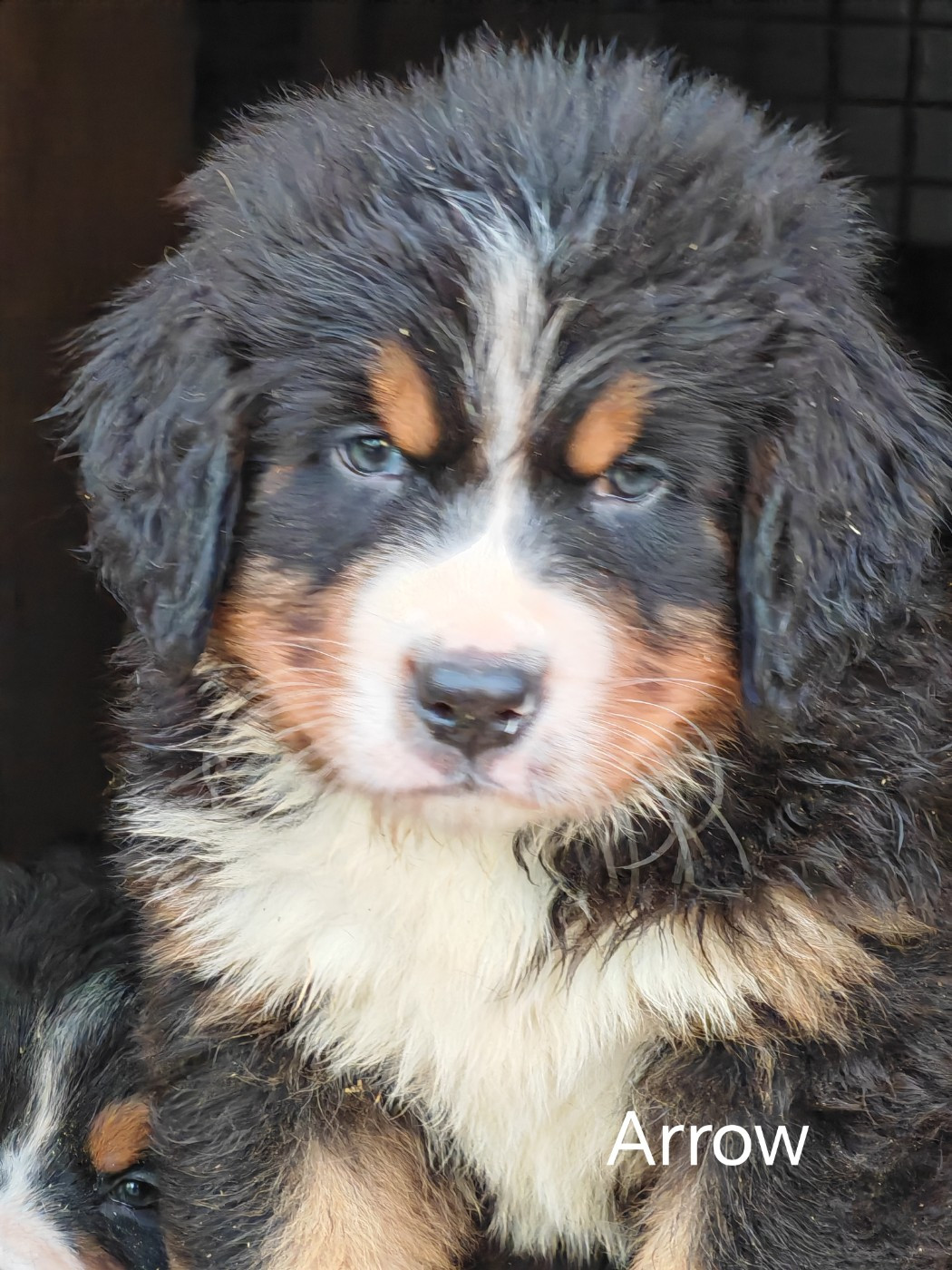 du Clos de Favras - Chiots disponibles - Bouvier Bernois