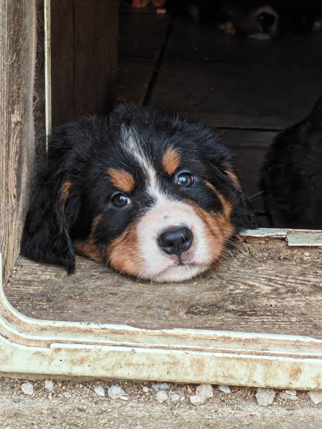 du Clos de Favras - Chiots disponibles - Bouvier Bernois