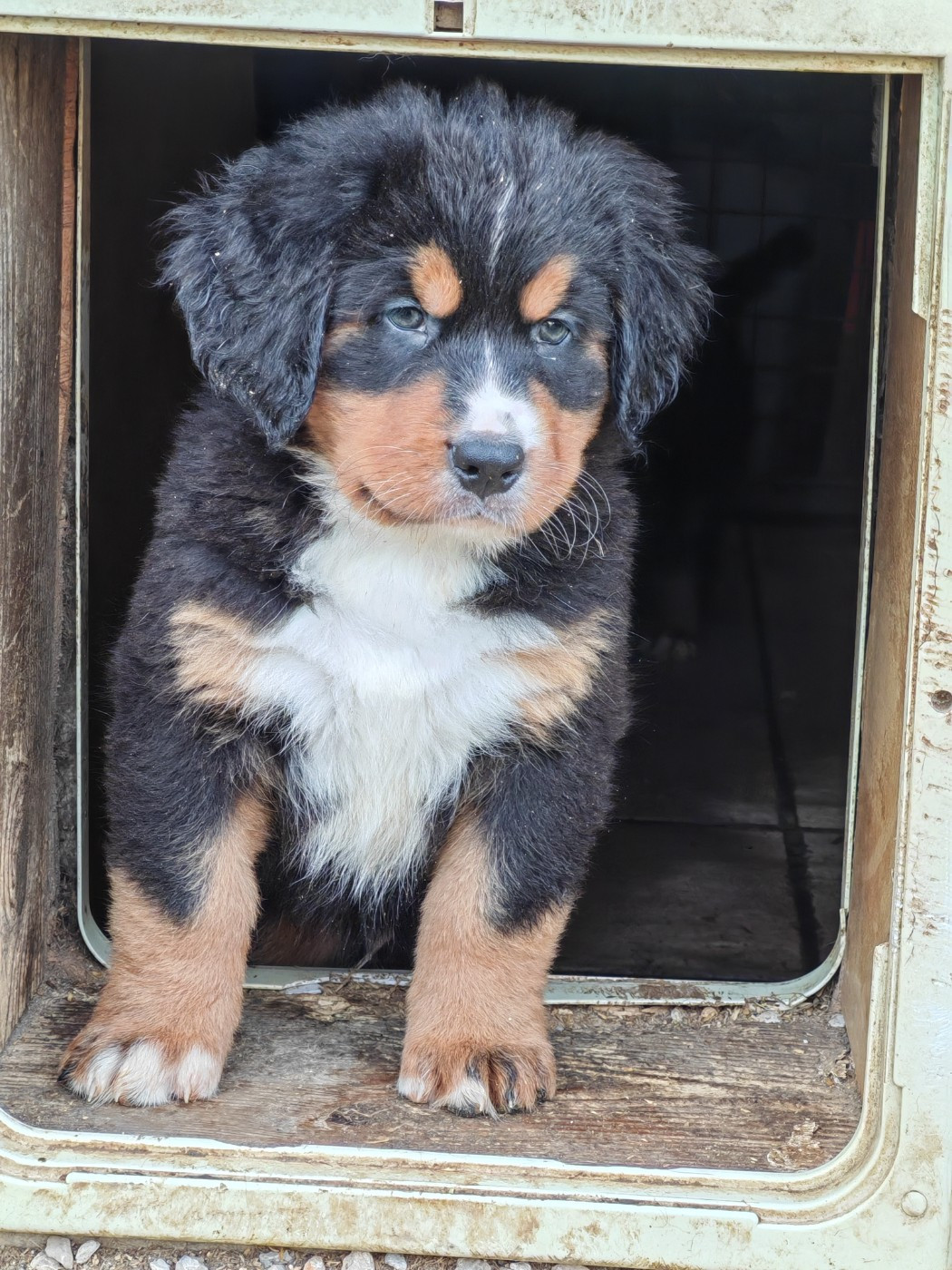 du Clos de Favras - Chiots disponibles - Bouvier Bernois