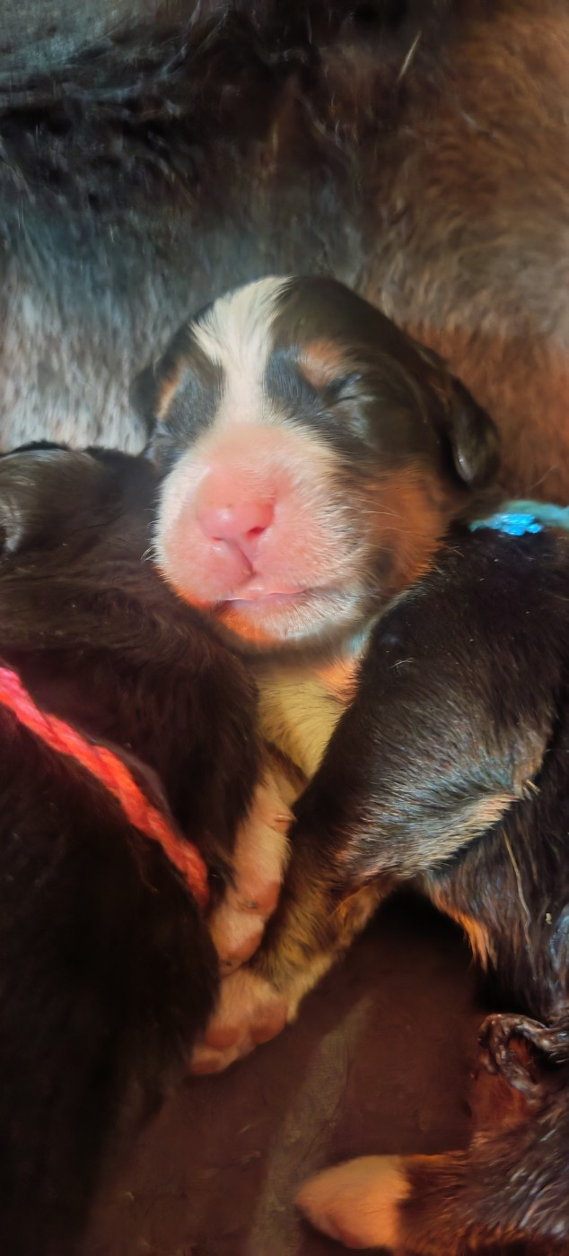 du Clos de Favras - Chiots disponibles - Bouvier Bernois