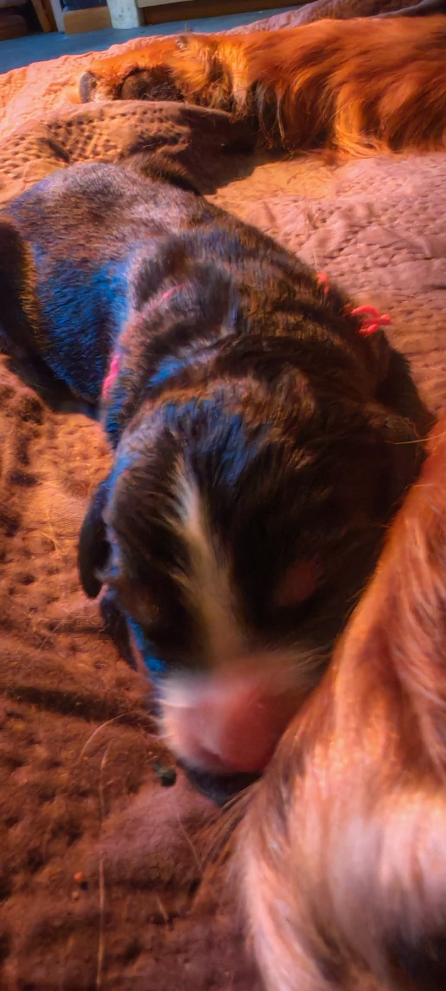 du Clos de Favras - Chiots disponibles - Bouvier Bernois