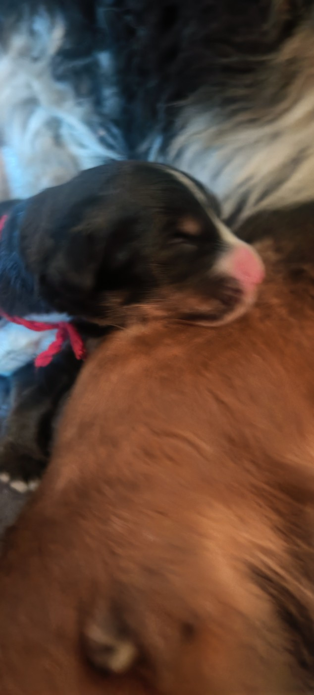 du Clos de Favras - Chiots disponibles - Bouvier Bernois