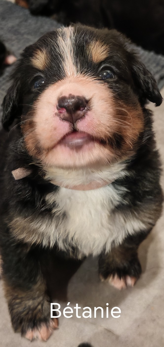 du Clos de Favras - Chiots disponibles - Bouvier Bernois