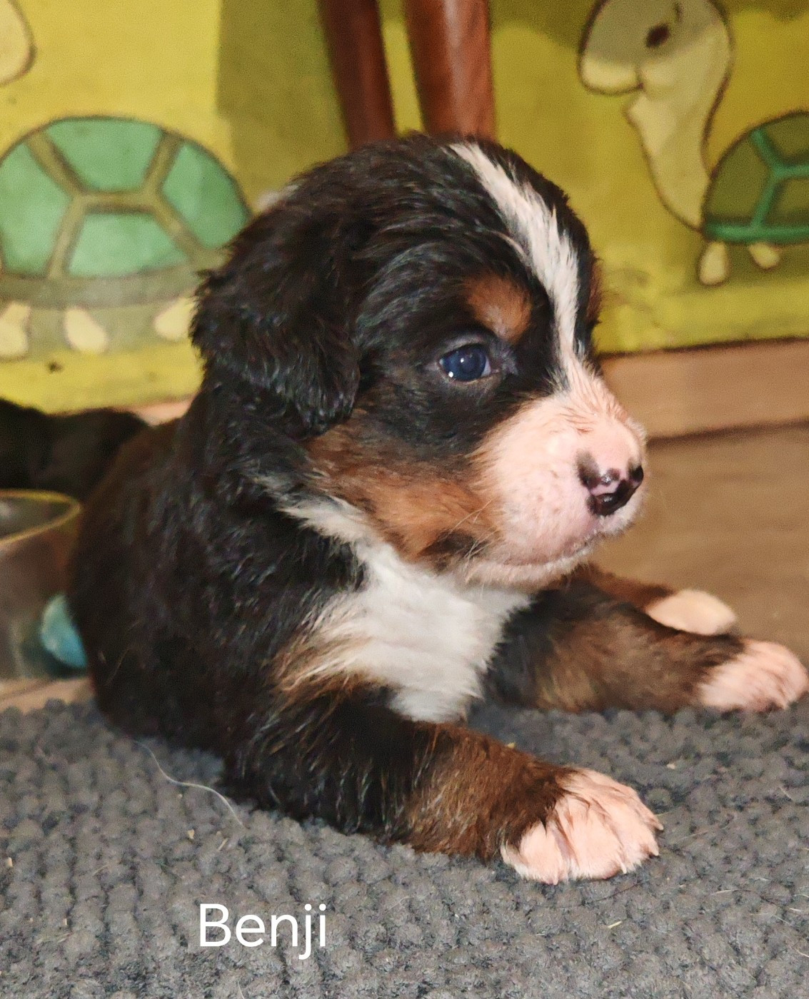 du Clos de Favras - Chiots disponibles - Bouvier Bernois