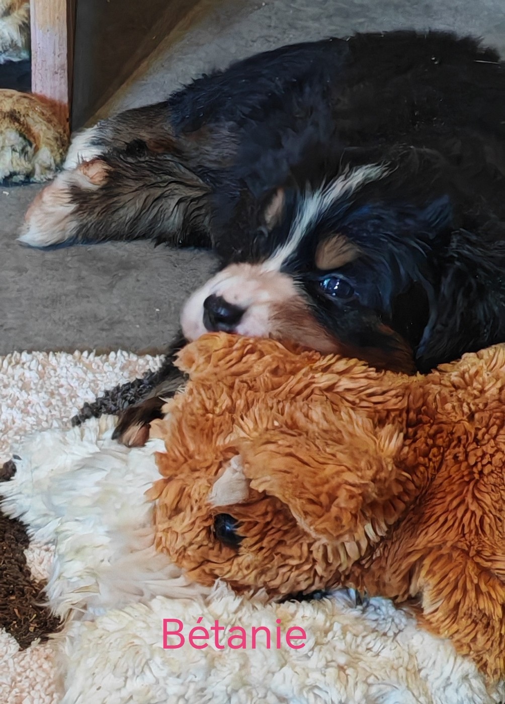 du Clos de Favras - Chiots disponibles - Bouvier Bernois