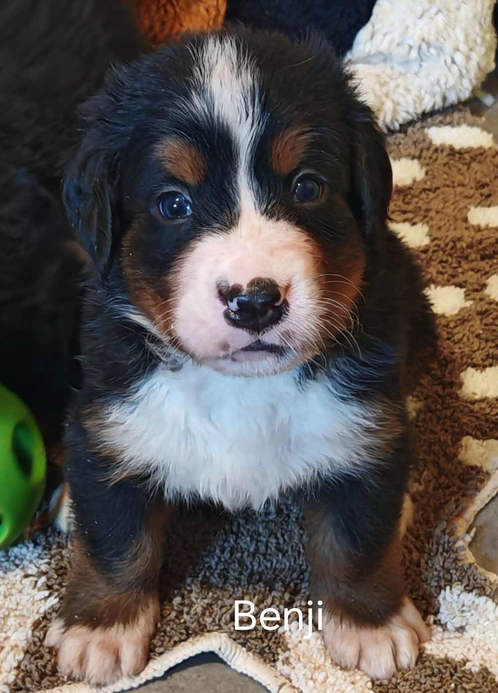 du Clos de Favras - Chiots disponibles - Bouvier Bernois