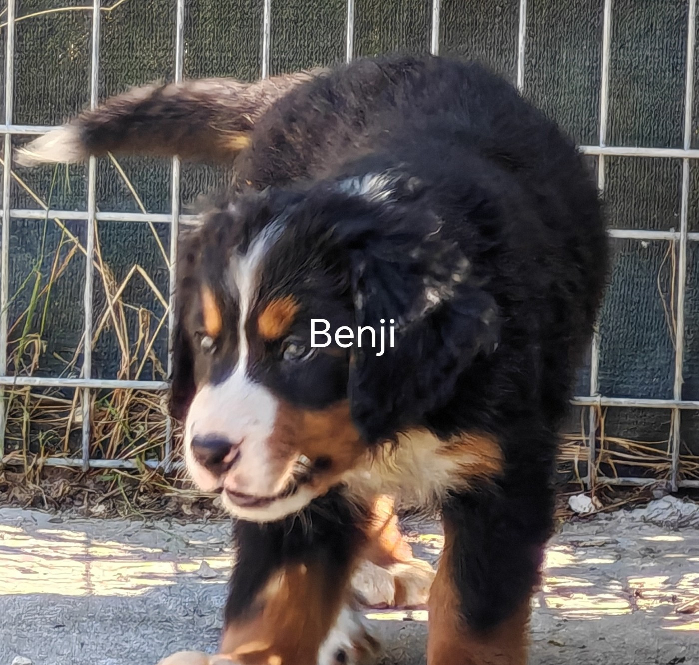 du Clos de Favras - Chiots disponibles - Bouvier Bernois