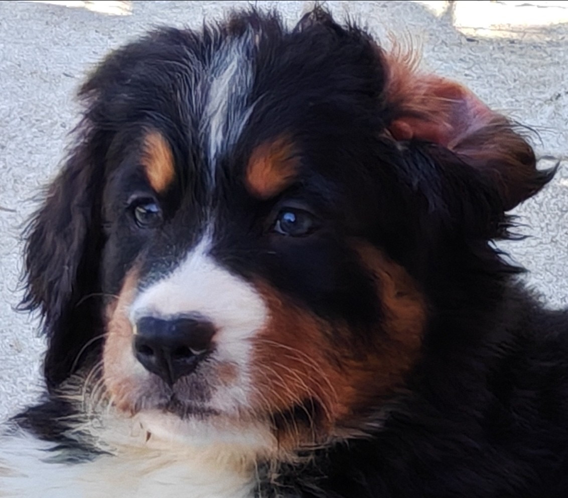 du Clos de Favras - Chiots disponibles - Bouvier Bernois