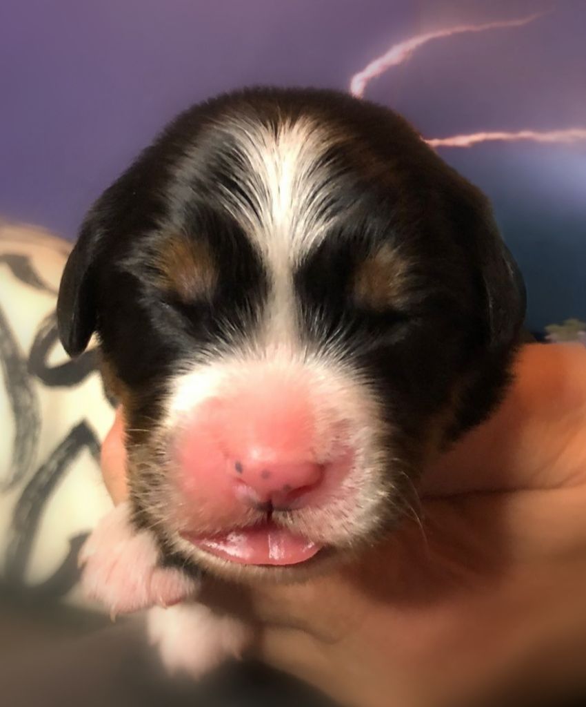 du Clos de Favras - Chiots disponibles - Bouvier Bernois