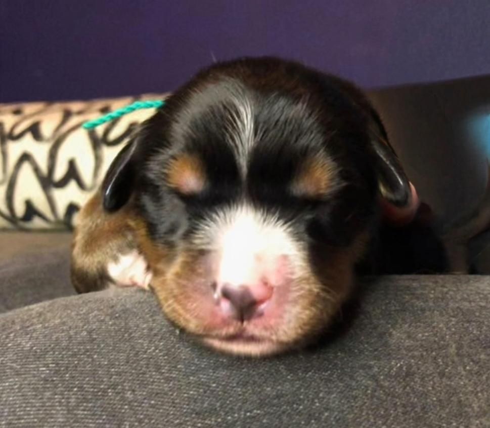 du Clos de Favras - Chiots disponibles - Bouvier Bernois