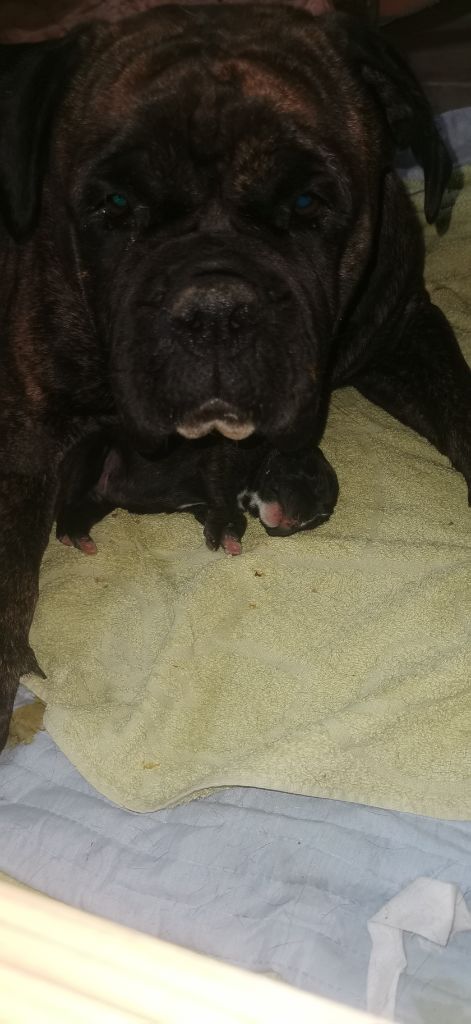 du Clos de Favras - Bulldog continental - Portée née le 19/06/2023