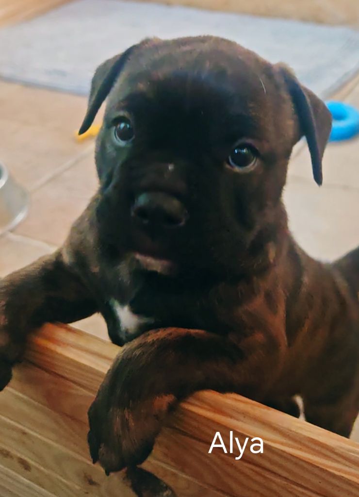 du Clos de Favras - Chiots disponibles - Bulldog continental