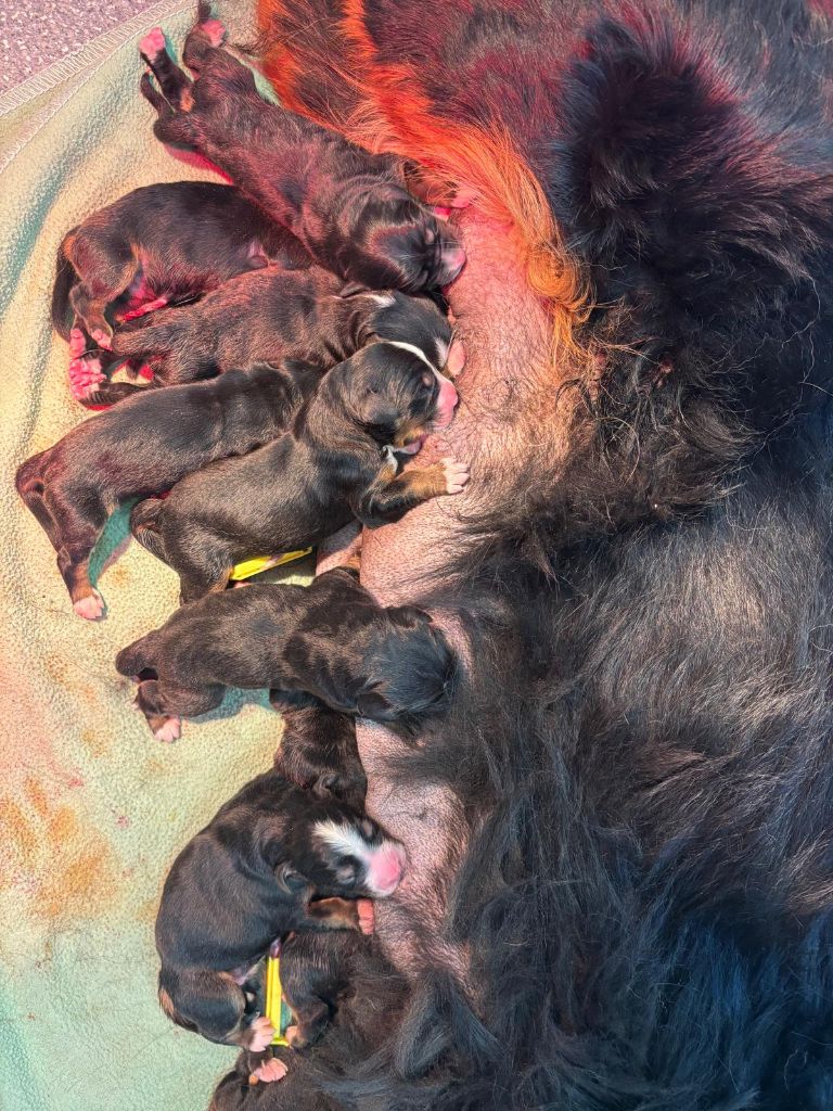 Chiot Bouvier Bernois du Clos de Favras