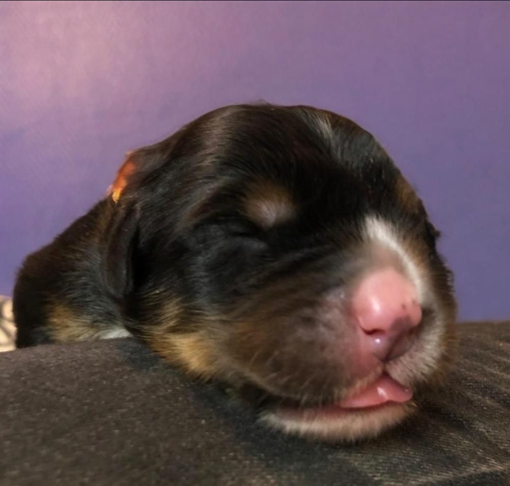 du Clos de Favras - Chiots disponibles - Bouvier Bernois