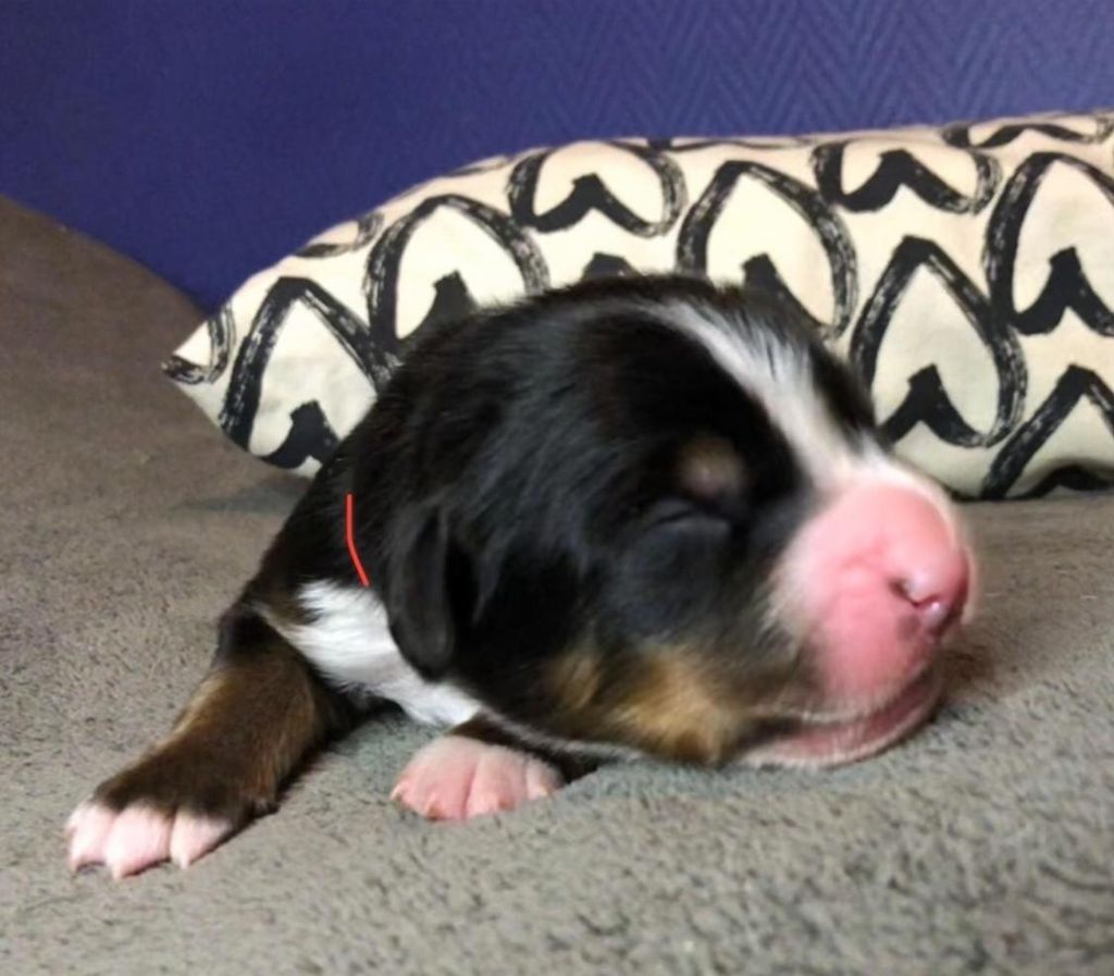 du Clos de Favras - Chiots disponibles - Bouvier Bernois