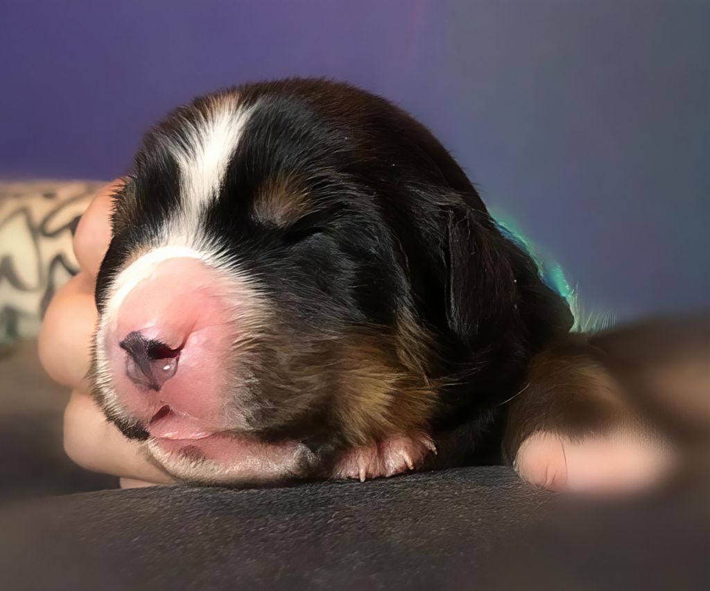 du Clos de Favras - Chiots disponibles - Bouvier Bernois