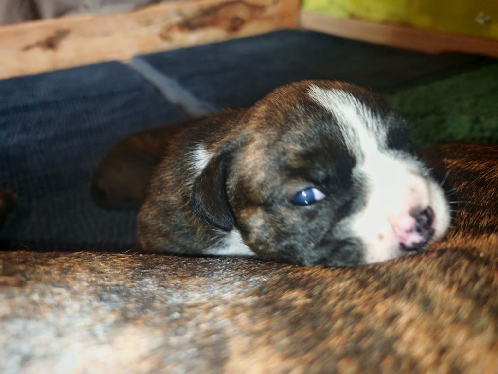 du Clos de Favras - Chiots disponibles - Bulldog continental