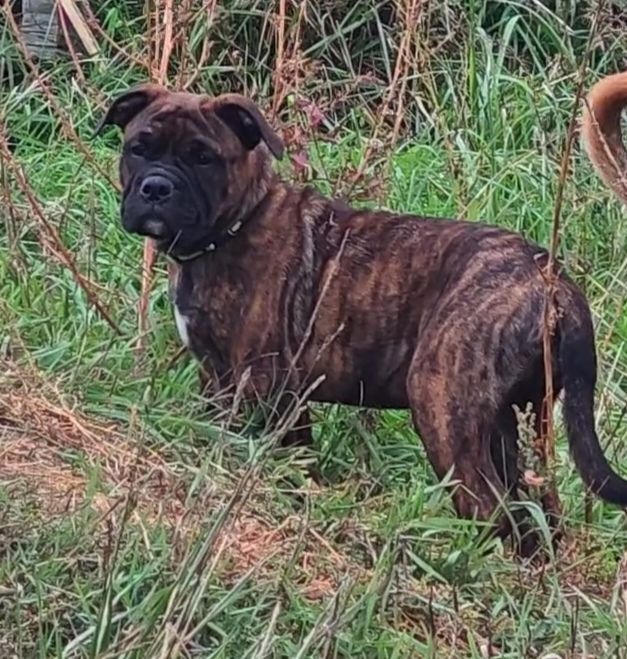 du Clos de Favras - Chiots disponibles - Bulldog continental