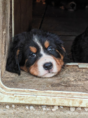 Amour de Sofia (Mle Rose Vif)