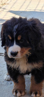 Baloo (monsieur rouge)