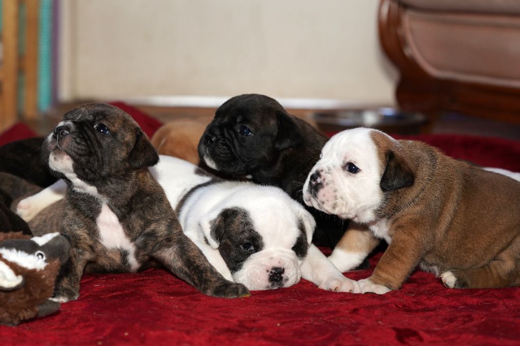 du Clos de Favras - Bulldog continental - Portée née le 13/10/2021