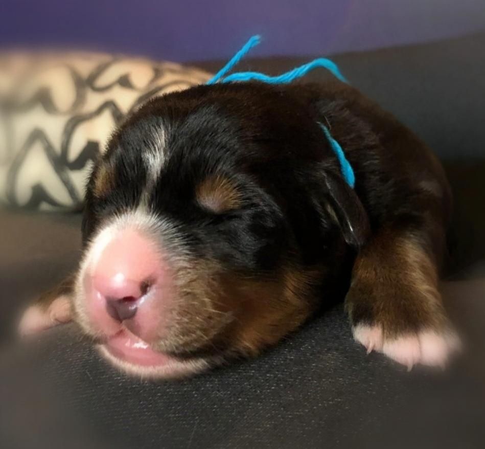 du Clos de Favras - Chiots disponibles - Bouvier Bernois