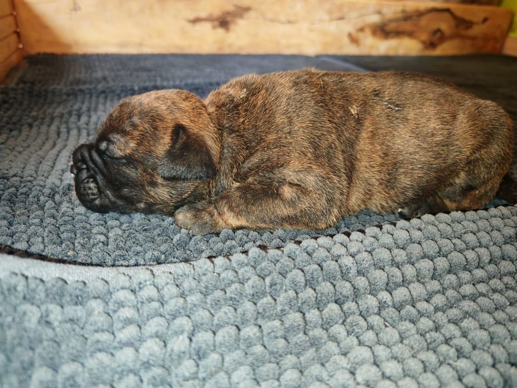 du Clos de Favras - Chiots disponibles - Bulldog continental