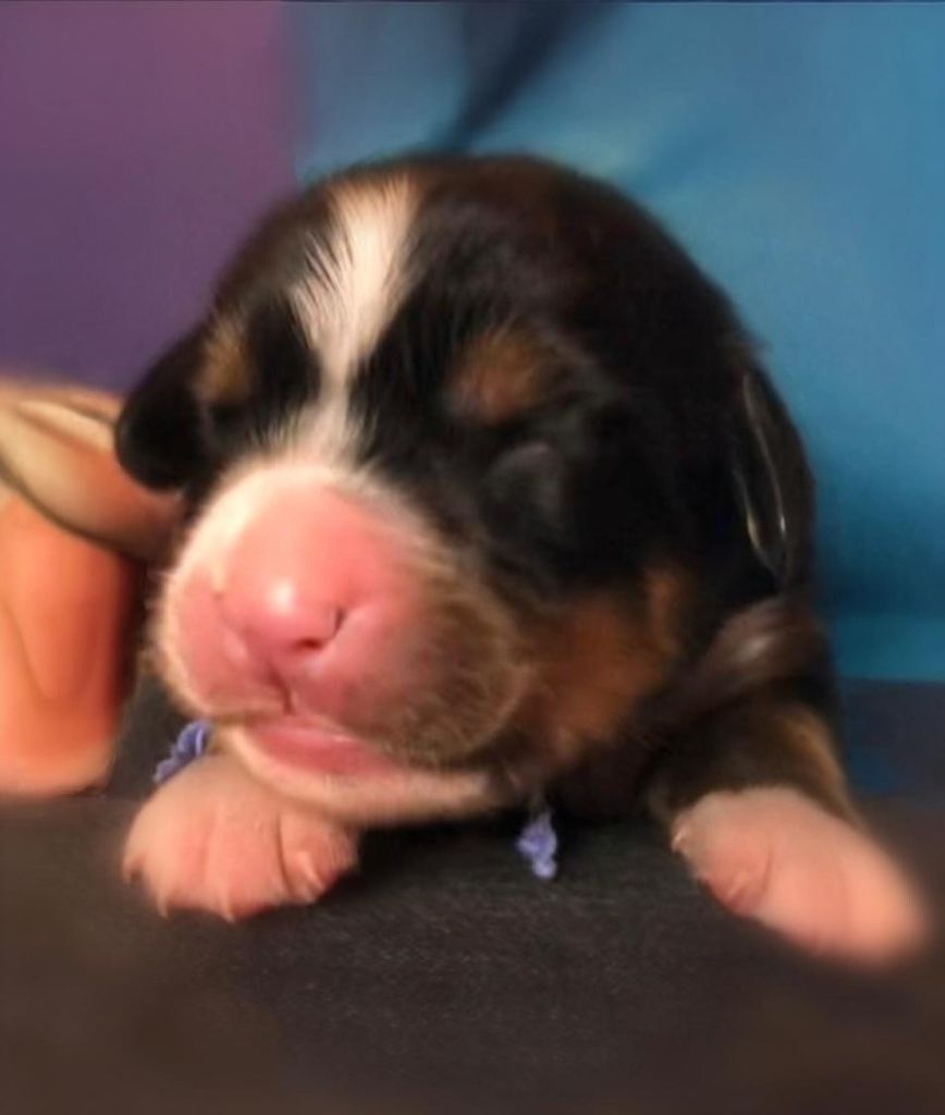 du Clos de Favras - Chiots disponibles - Bouvier Bernois