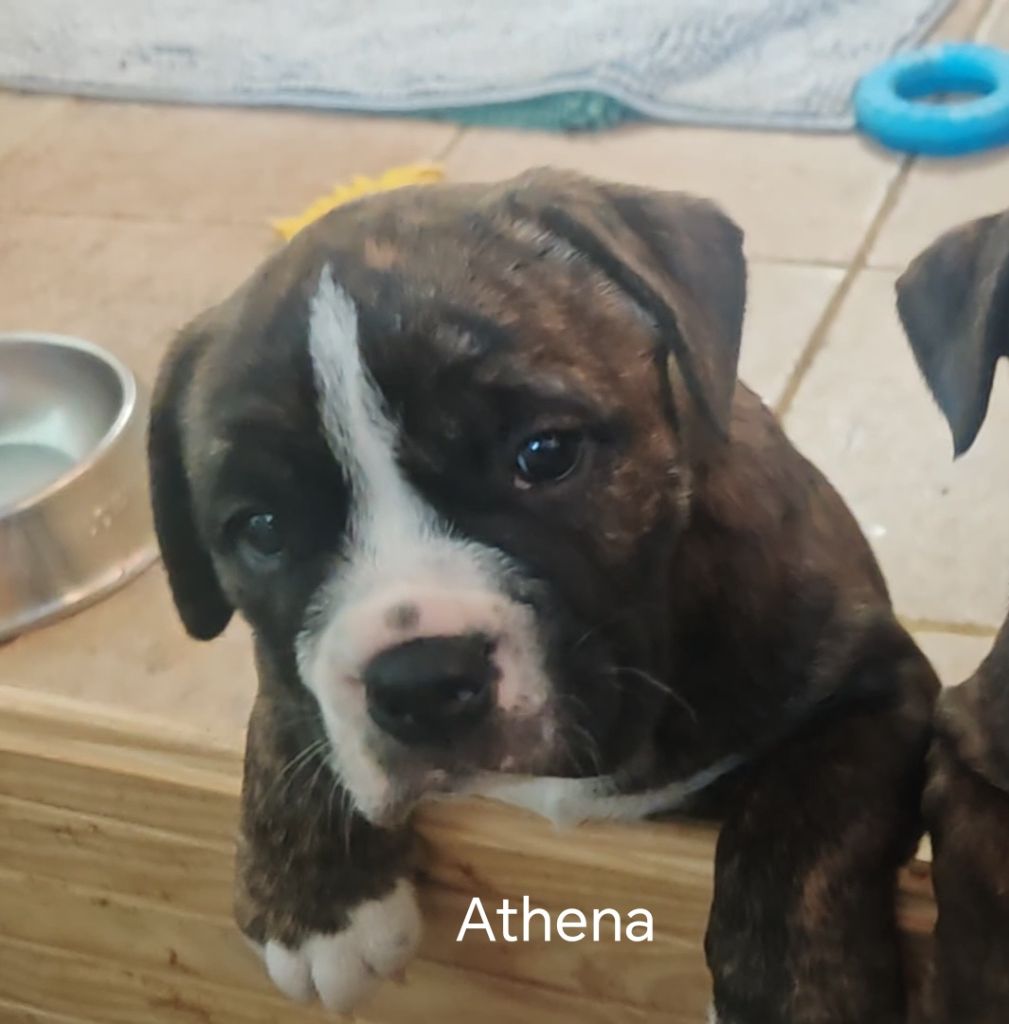 du Clos de Favras - Chiots disponibles - Bulldog continental