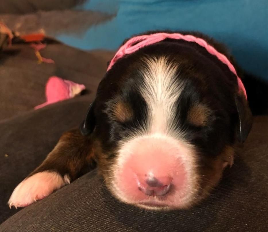 du Clos de Favras - Chiots disponibles - Bouvier Bernois